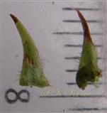  Stipules